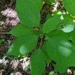 Laportea canadensis Leaf