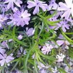 Phlox subulata List