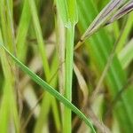 Bromus tectorum Rinde