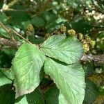 Rubus foliosus Листок