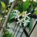 Trachelospermum jasminoidesFlower