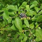 Cornus amomum Blatt