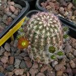 Echinocereus viridiflorus Blatt