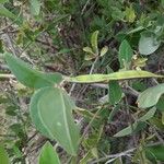 Macrotyloma axillare Fruit