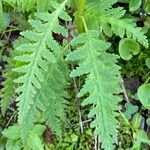 Pedicularis recutita Leaf