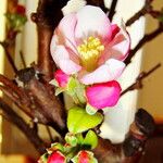 Malus pumila Flower