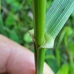 Lolium pratense Leaf