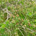 Salix caesia Mbuma