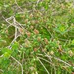 Salix caesia Fruit