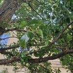 Pyrus cordata Агульны выгляд