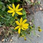 Coreopsis major Ostatní