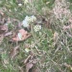 Micranthes virginiensis Flower