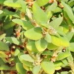 Polygonum maritimum Lorea