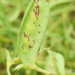 Lathyrus sativus Fruit