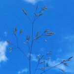 Agrostis capillaris Flor
