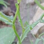 Senecio glaucus Bark