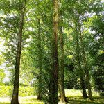 Populus × canescens Агульны выгляд