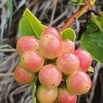 Carissa spinarum Fruit