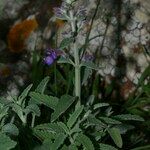 Nepeta nepetella その他の提案