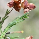 Fumana ericoides Leaf