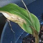 Zingiber mioga Leaf
