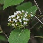 Viburnum cotinifolium Кветка