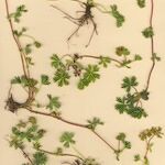 Alchemilla pentaphyllea Συνήθη χαρακτηριστικά