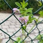 Trifolium resupinatum Flower