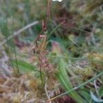 Saxifraga hypnoides Συνήθη χαρακτηριστικά