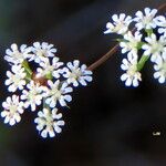 Ammoides pusilla 花