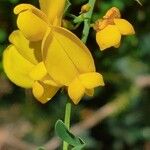 Cytisus spinosus Virág