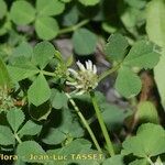 Trifolium glomeratum Floare