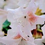 Rhododendron maximum പുഷ്പം