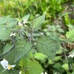 Solanum villosum Blad