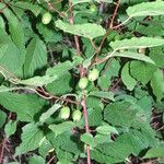 Actinidia arguta Feuille