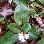 Epigaea repens 葉