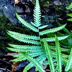 Thelypteris interrupta Folio