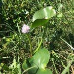 Pontederia rotundifolia Агульны выгляд