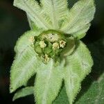 Dalechampia scandens Blad