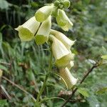 Digitalis grandiflora Fleur