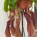 Nepenthes spp. Other