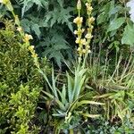 Sisyrinchium striatum Feuille