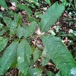 Faramea occidentalis Leaf