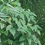 Solanum americanum Habit