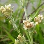 Pseudognaphalium undulatum Frukto