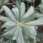 Pittosporum heterophyllum Blatt