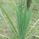 Cymbopogon nardus Leaf