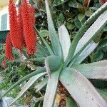 Aloe ferox Folha