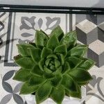 Echeveria agavoides Feuille