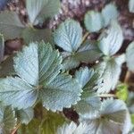 Fragaria chiloensis Leaf